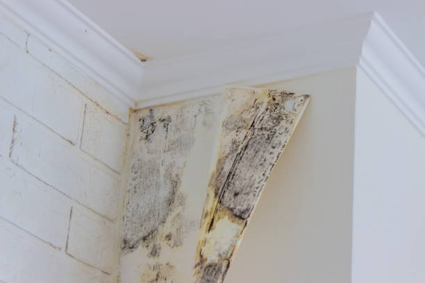 Mold Remediation for Rental Properties in Viera East, FL